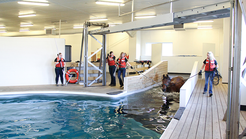 Students in the Equine Rehabilitation and Therapy program swimming a horse