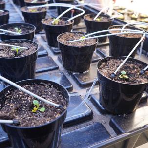 Plant growth is monitored by SUNY Morrisville students.