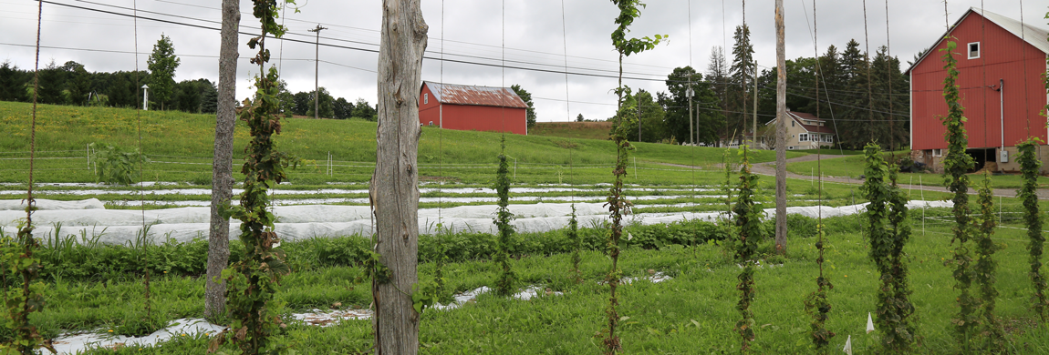 Crops growing with red barns in the background.