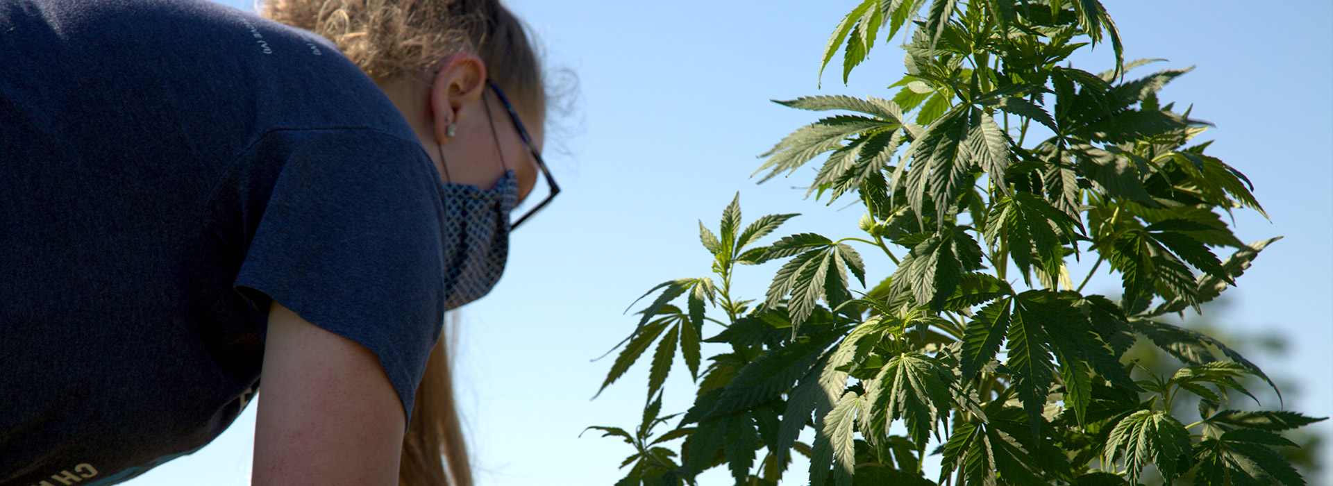 A student works on the cannabis research plot