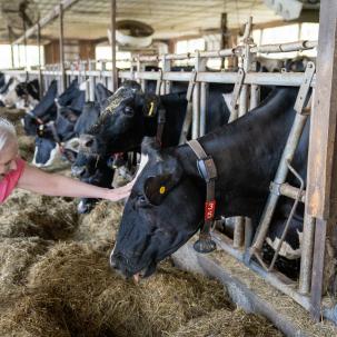 Senator Gillibrand shows her love for cows
