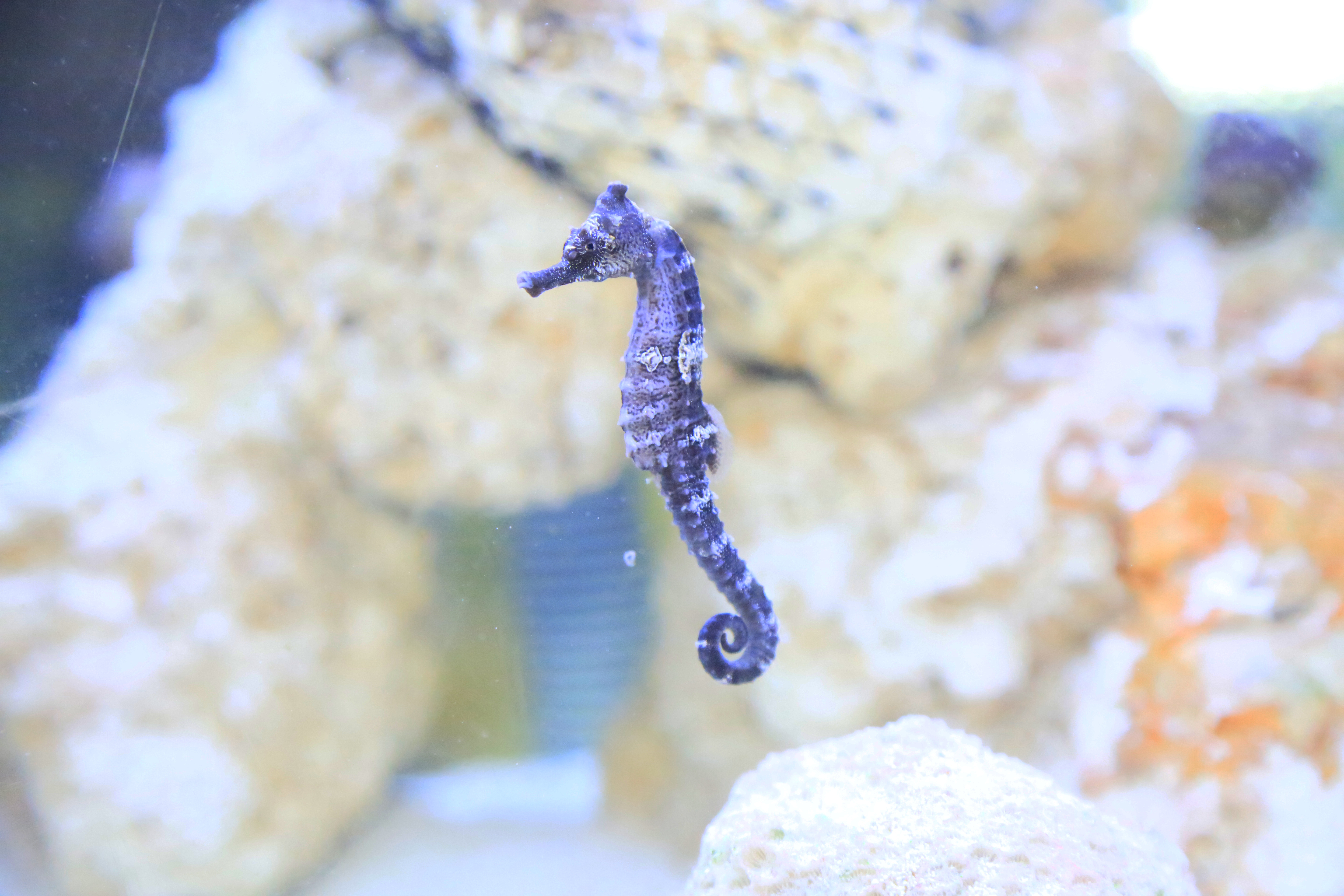 Sea Horse