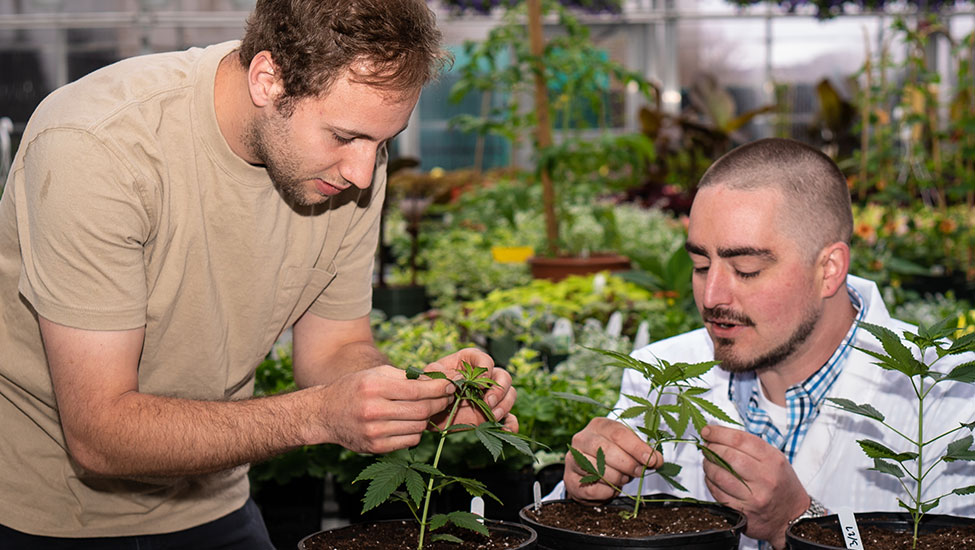 Howard Rice shows a student a hemp plant