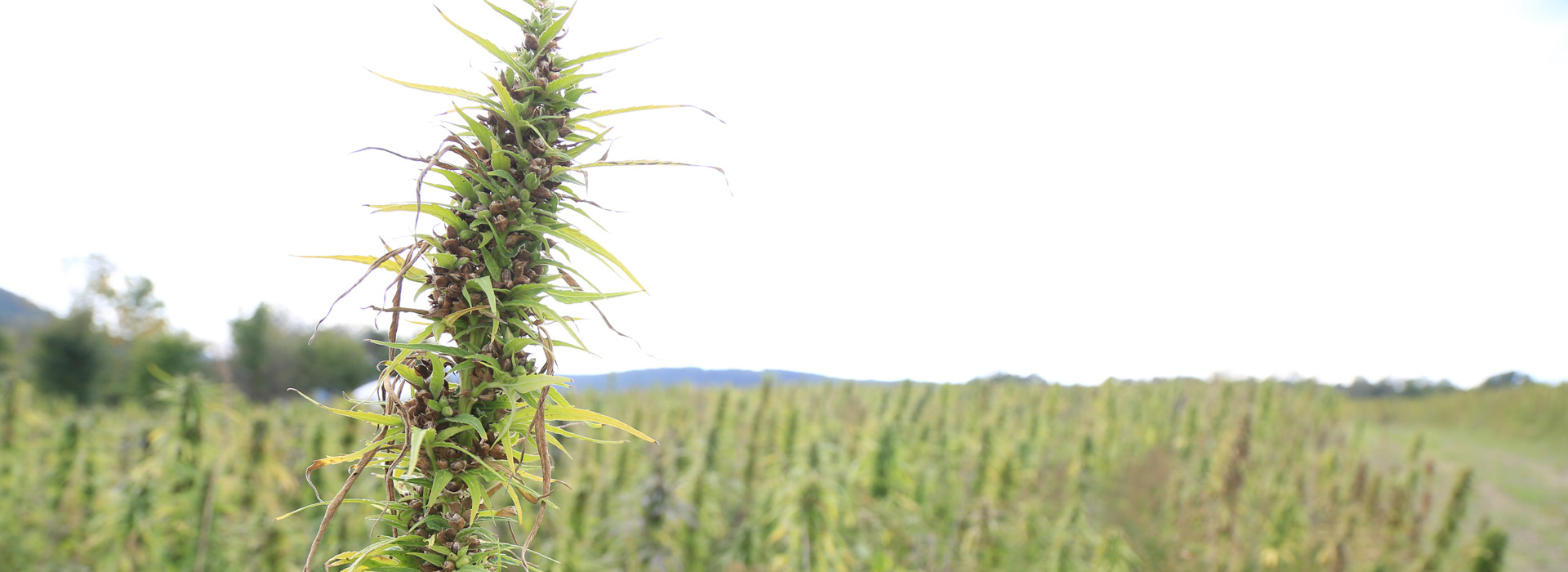 Cannabis field