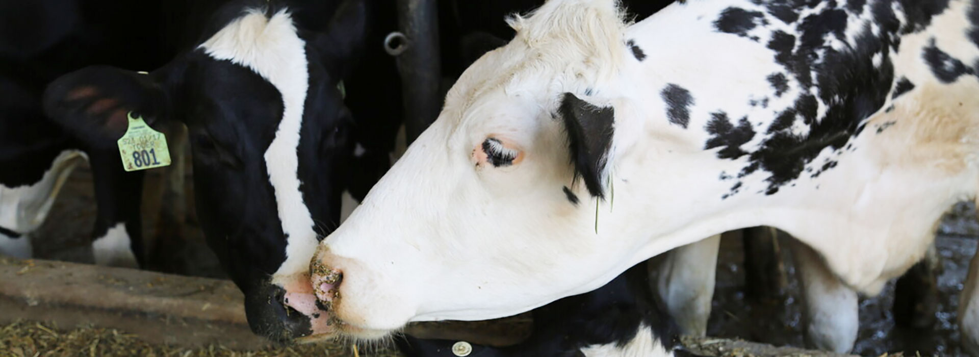 Two of SUNY Morrisville's dairy cattle