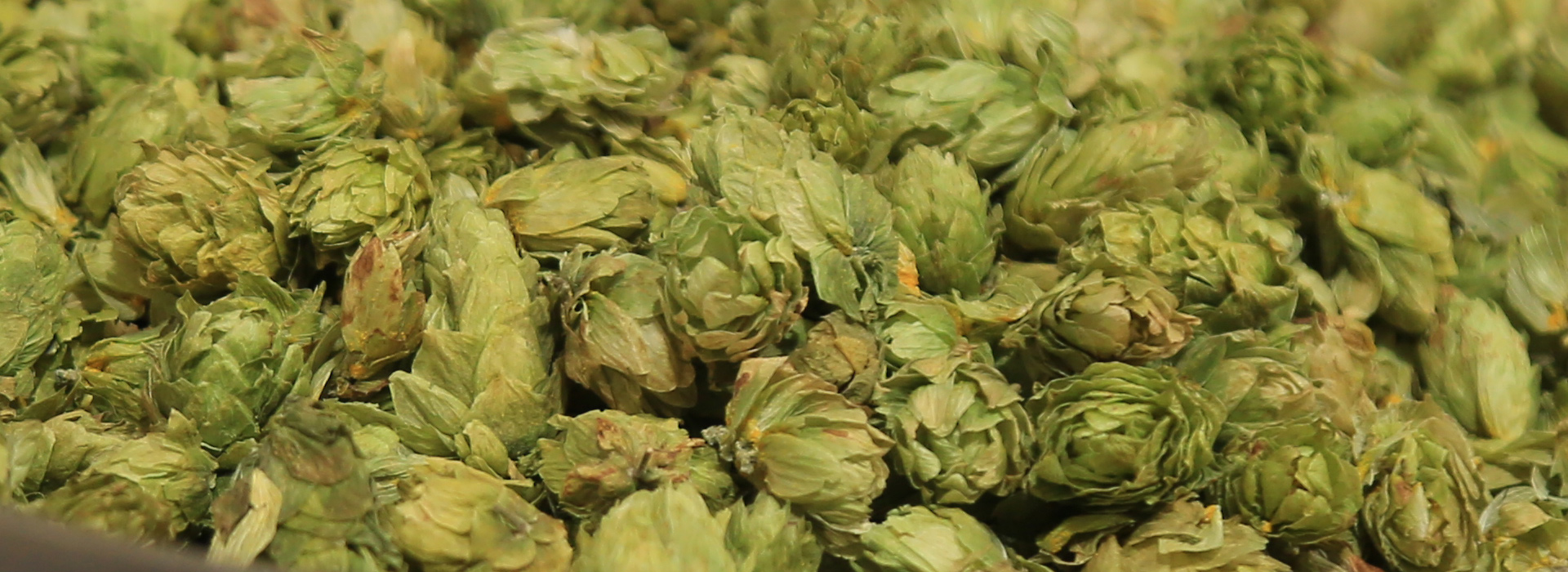 Closeup of Hops