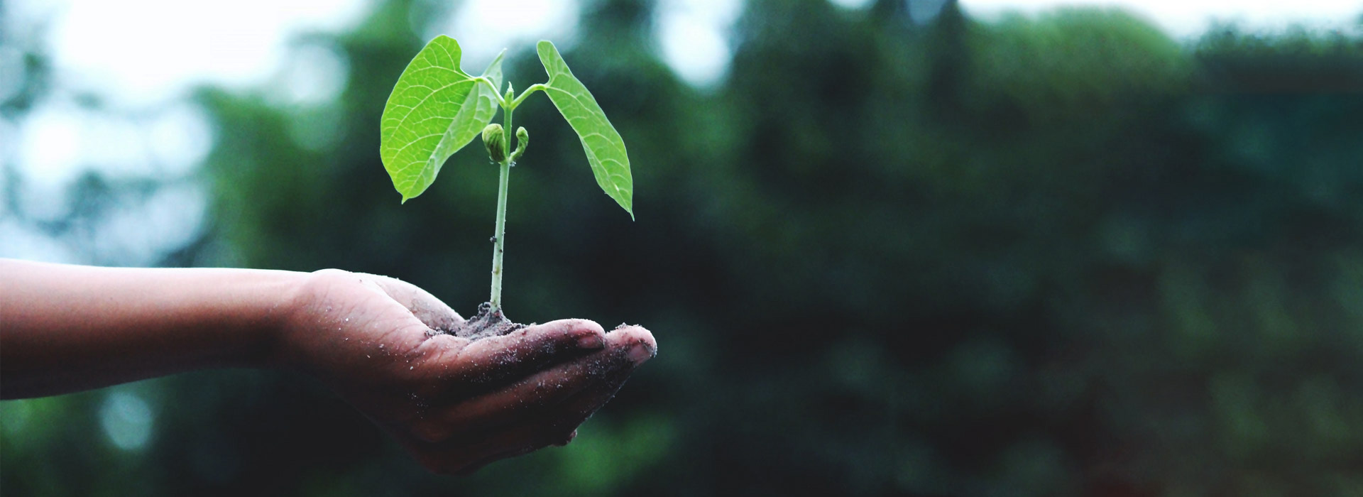 hand holding plant sprout and dirt