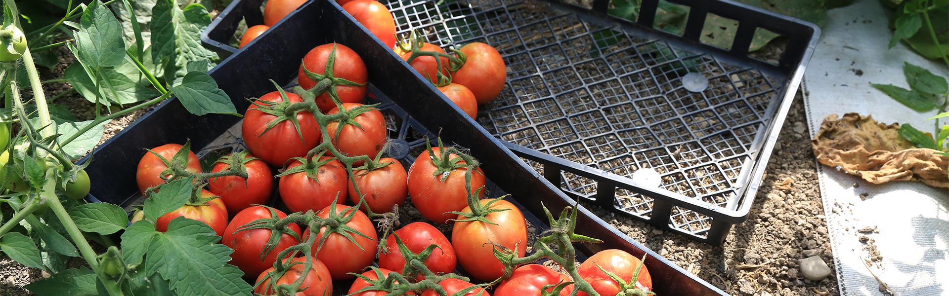 freshly-picked tomatoes