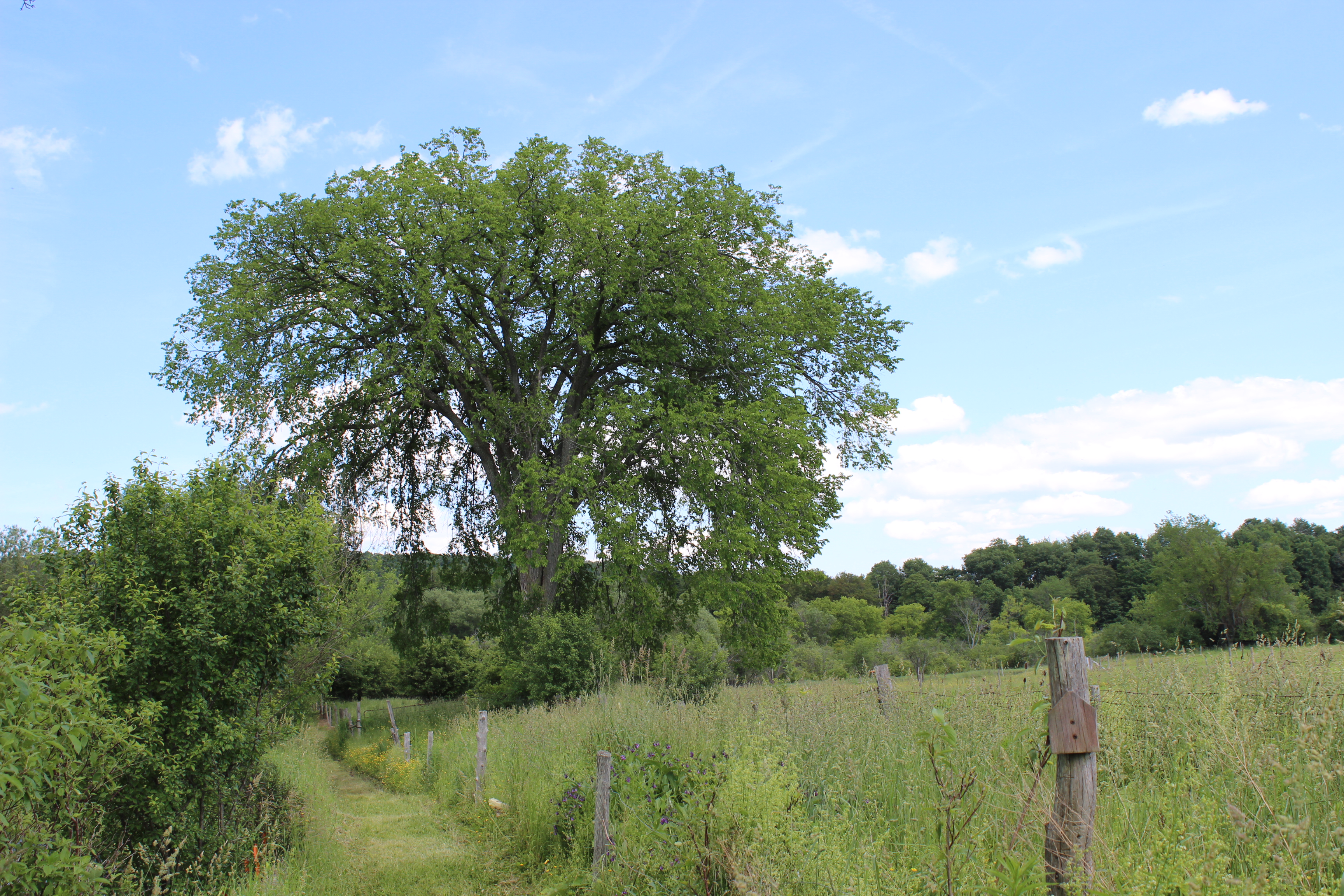 Elm along Callahan Brook Nature Trail