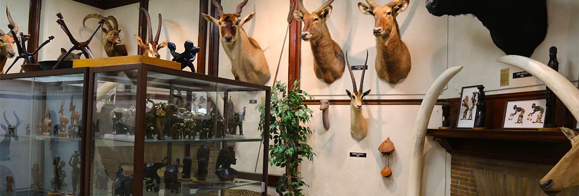dead animal heads mounted on the wall of the wildlife museum