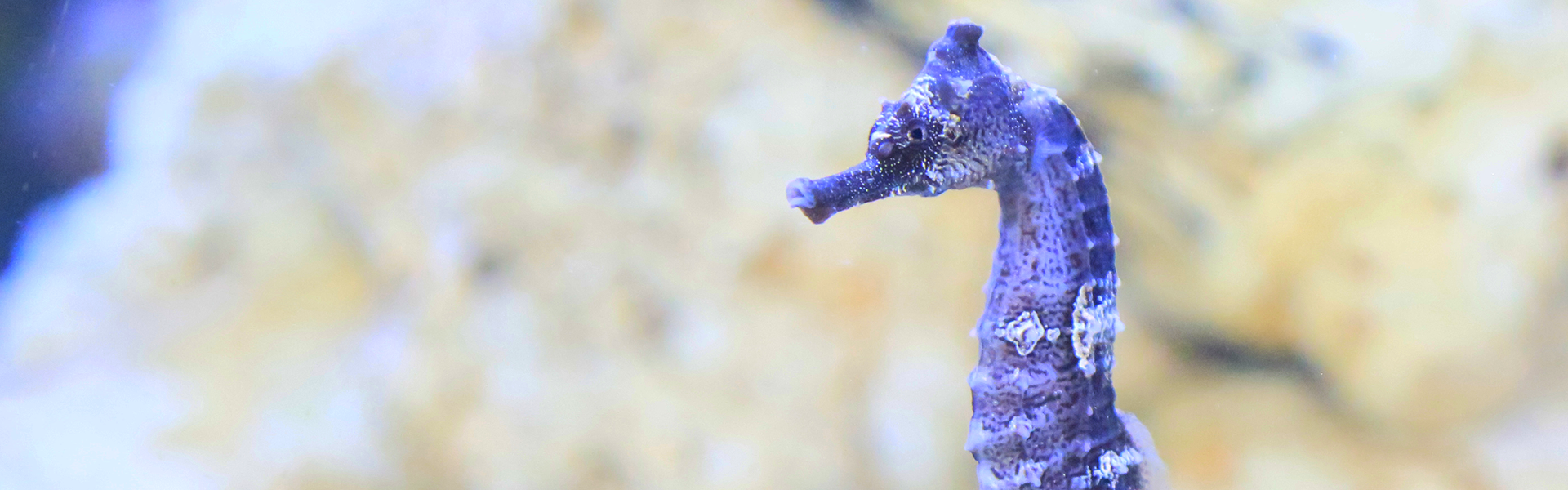 Sea Horse