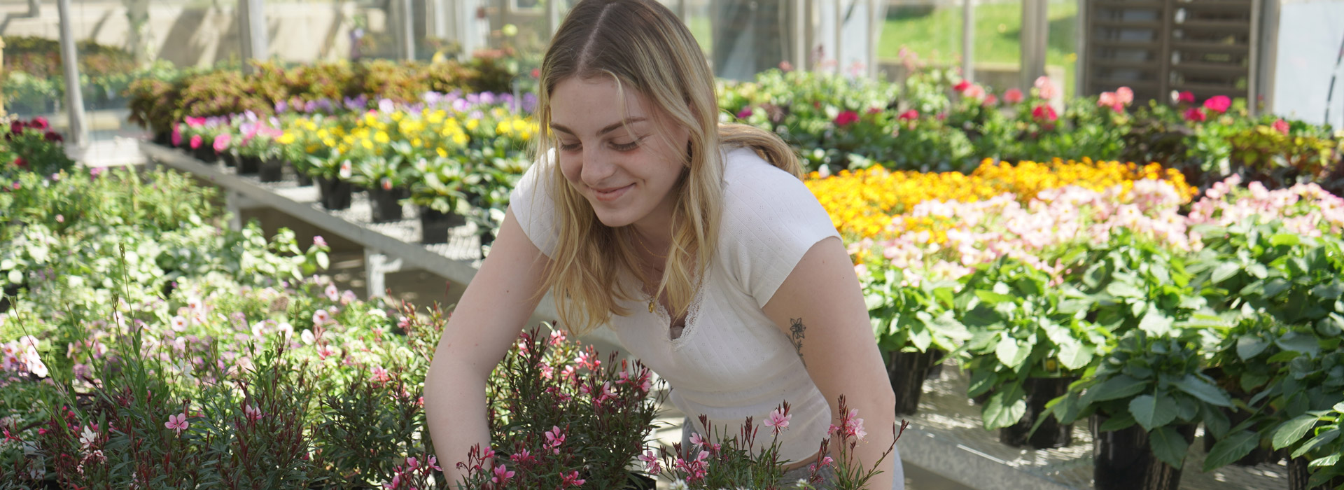 A student prepares for the annual plant sale 