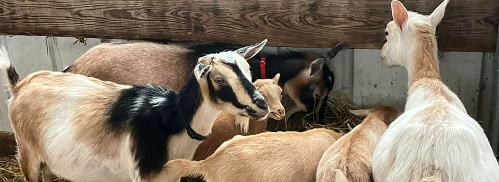 Goats during Open Farm Day at SUNY Morrisville