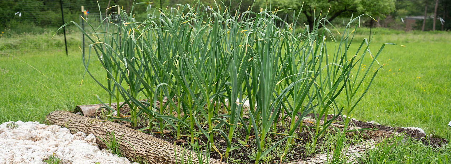 SUNY Morrisville food forest takes root 
