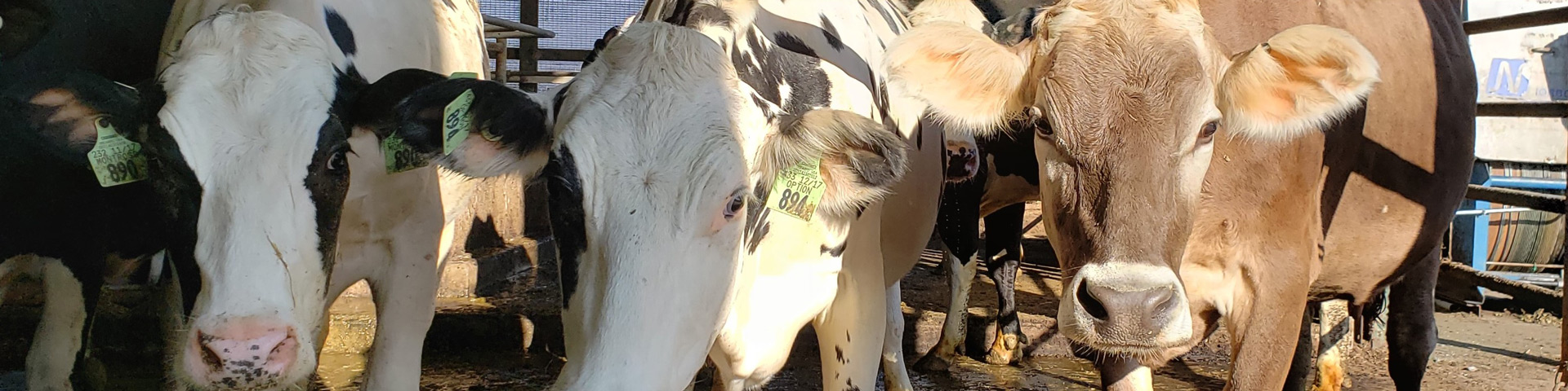 3 cows looking toward camera