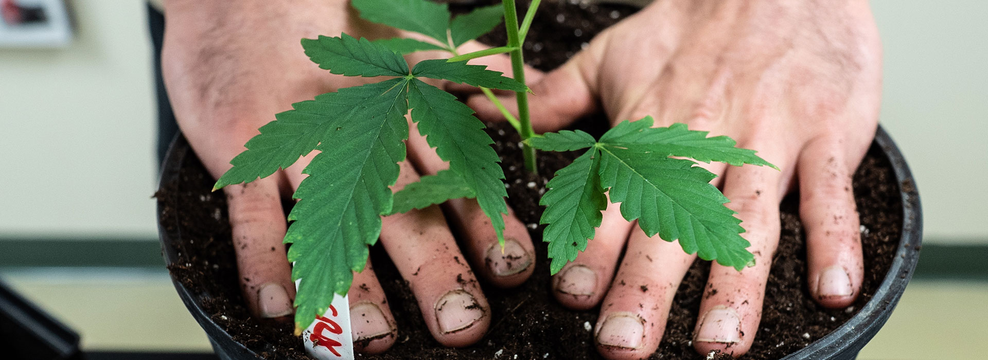 Planting cannabis, photo by Allisa Coomey