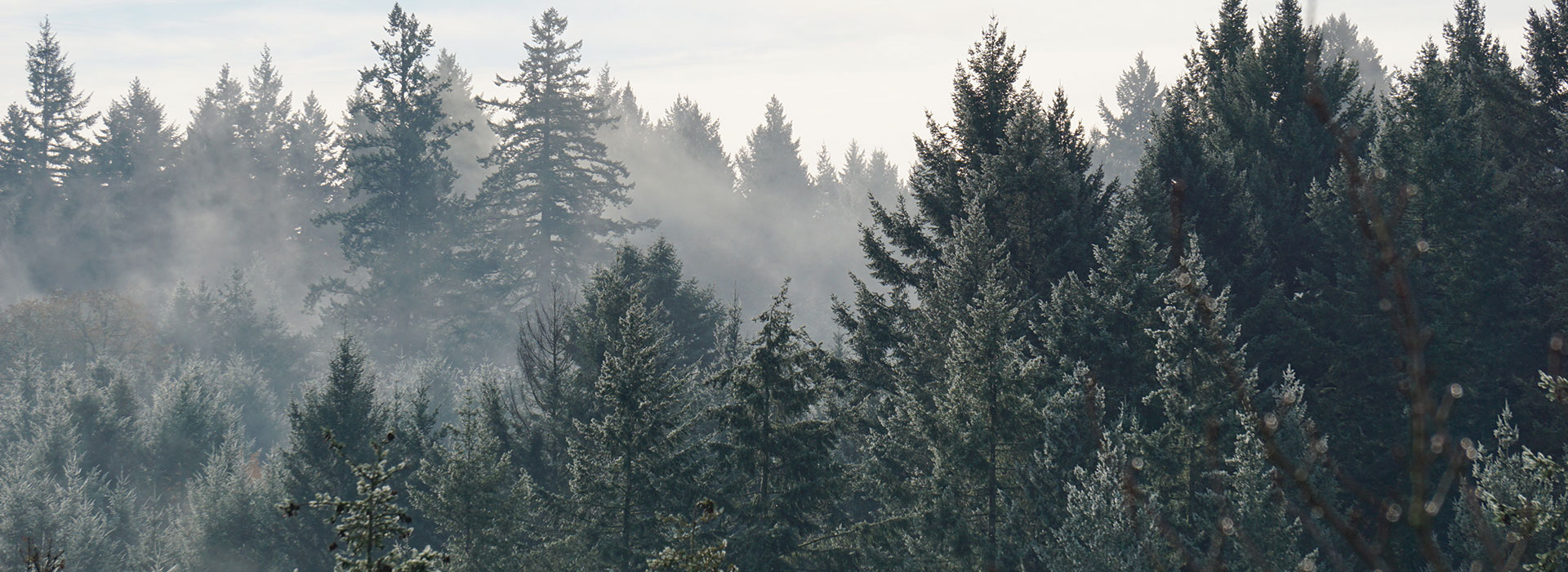 a view of trees