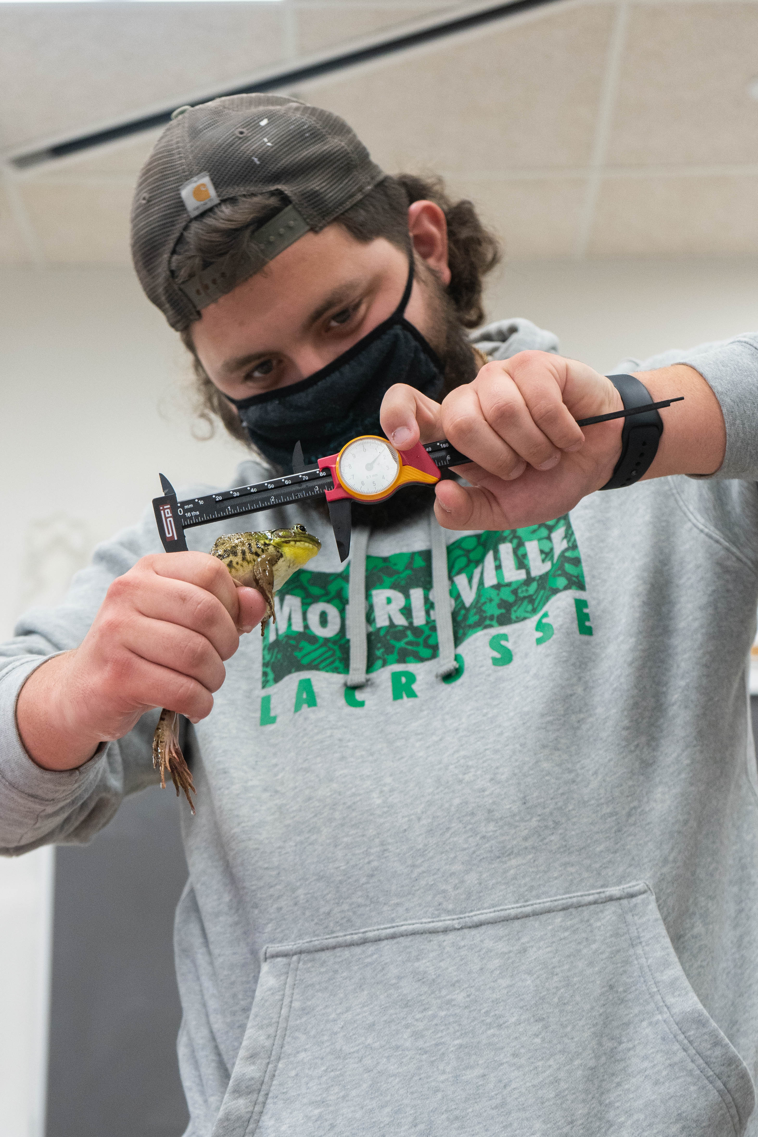 • Cyrus Shamy, an environmental & conservation science major, measures a green frog.