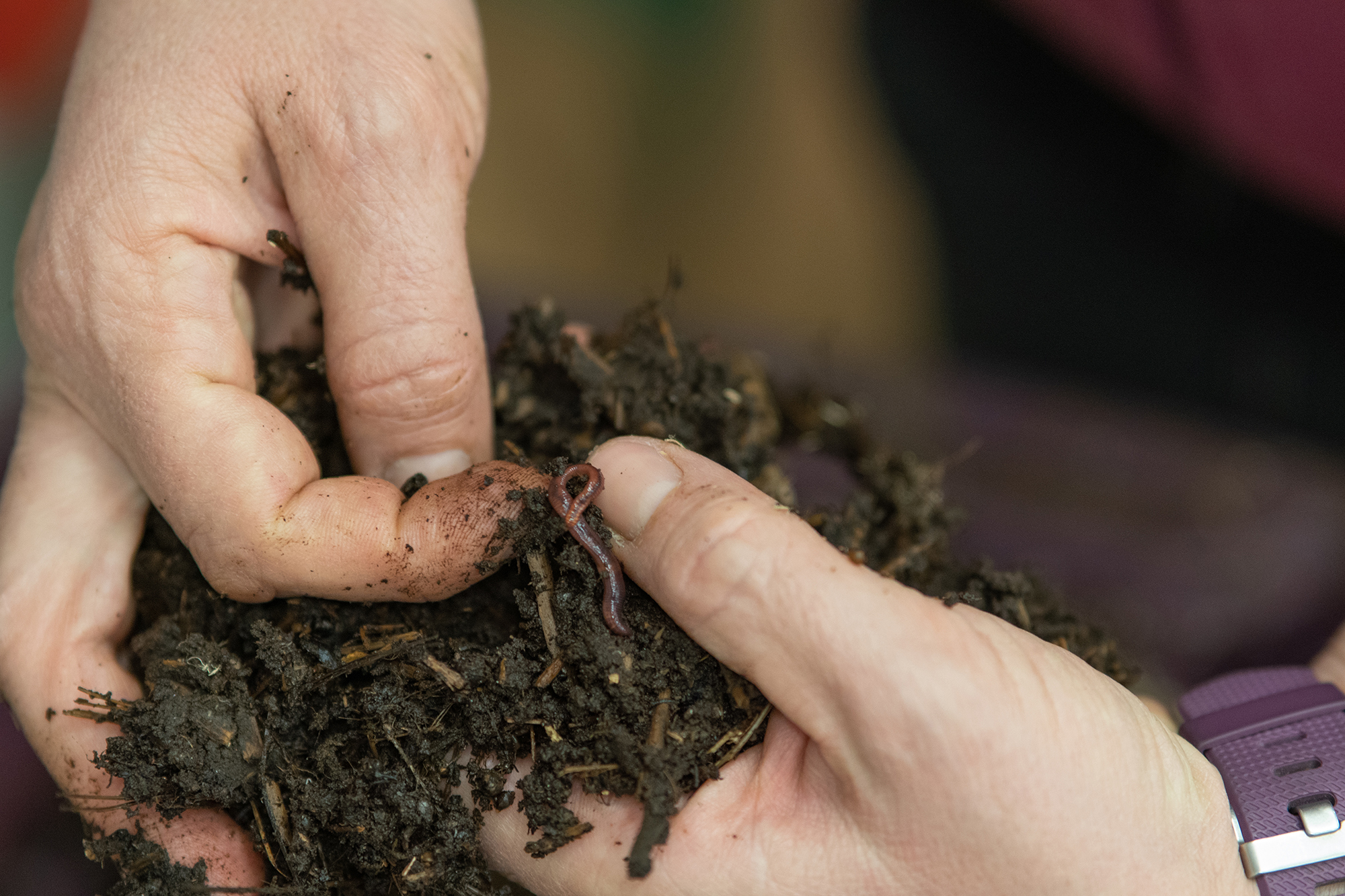Worm composting in Jen Gilbert Jenkins’ labs.