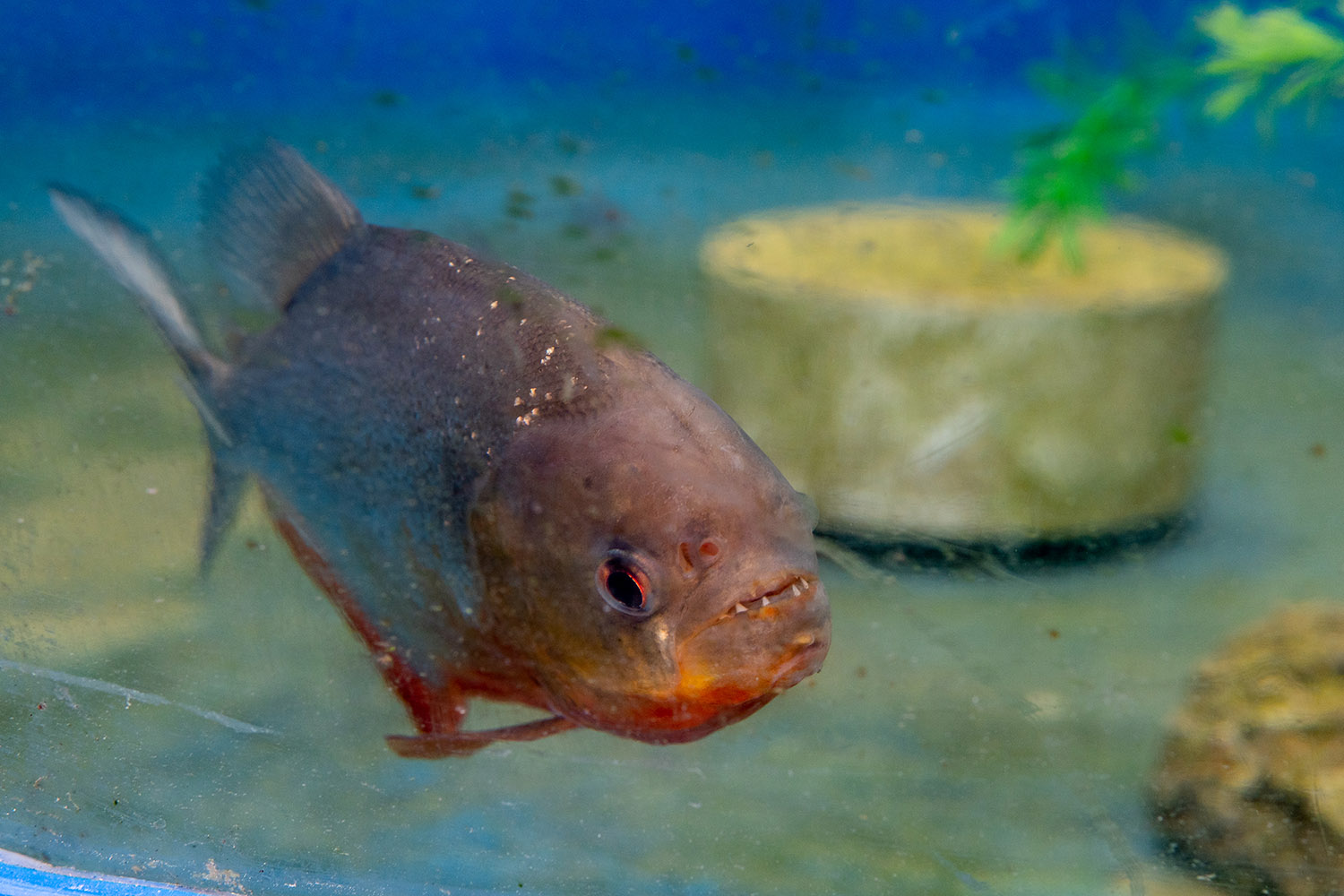 A piranha swims in a tank at the aquaponics greenhouse at SUNY Morrisville. 