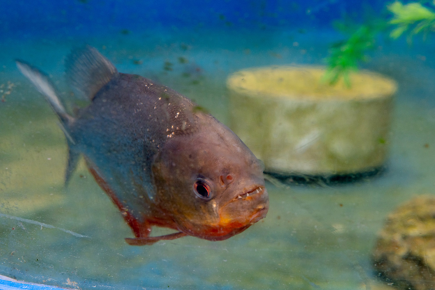 A piranha swims in a tank at the aquaponics greenhouse at SUNY Morrisville.