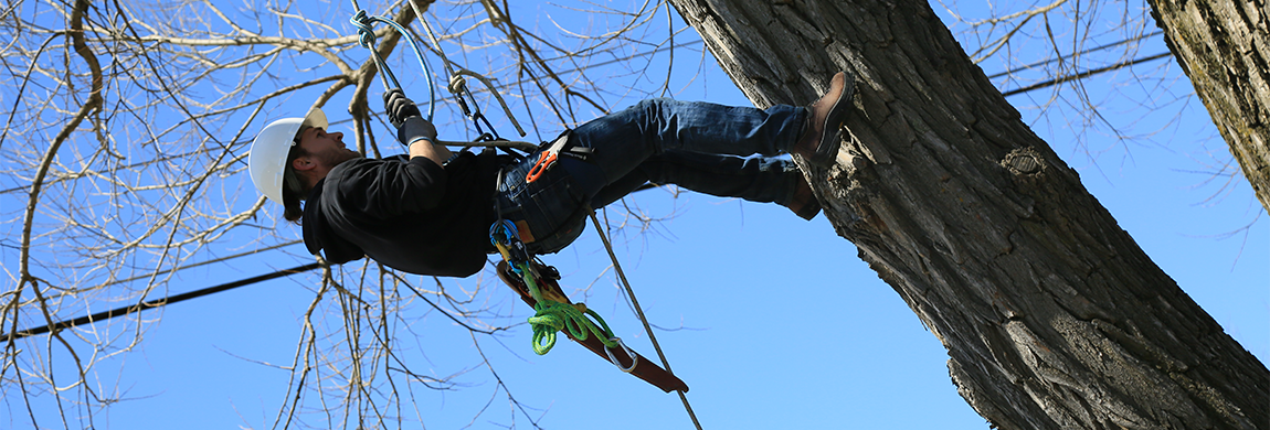 Student climbing tree