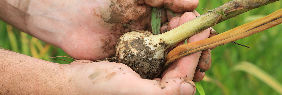 Harvesting onions