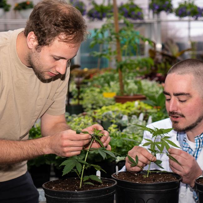 Howard Rice shows a student a hemp plant
