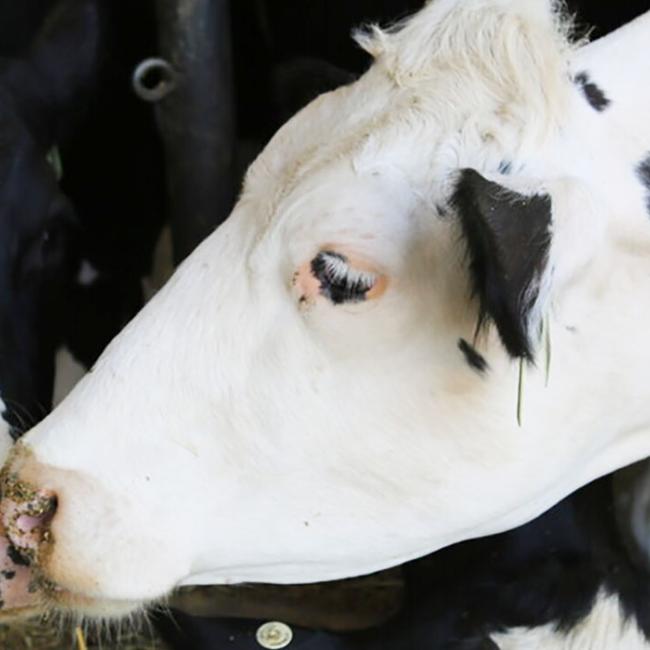 Two of SUNY Morrisville's dairy cattle