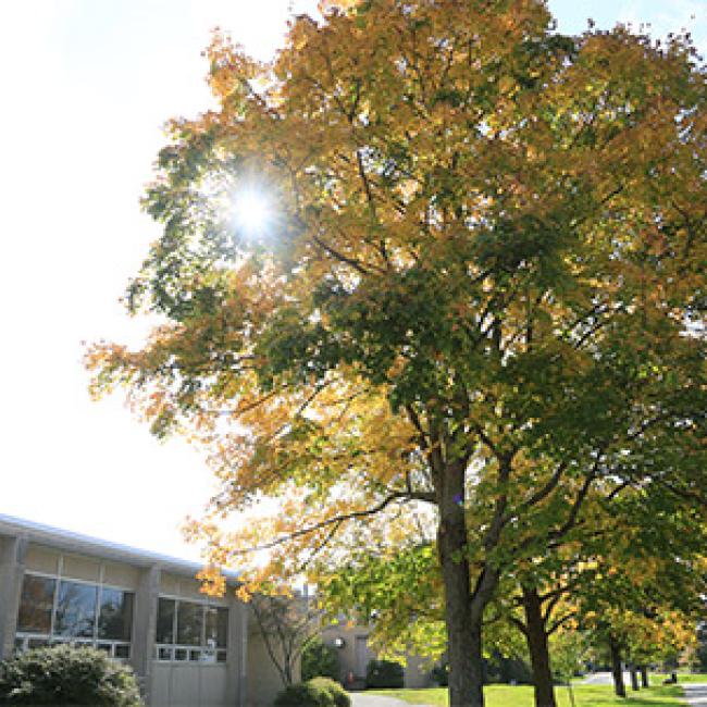 fall tree