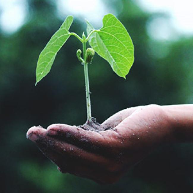 hand holding plant sprout and dirt