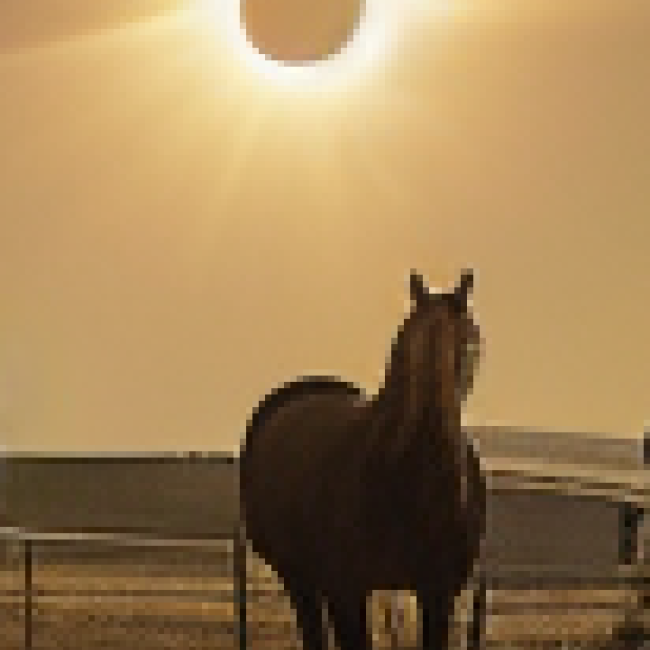 Mustang in front of a solar eclipse
