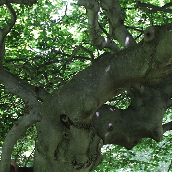 SUNY Morrisville Arboretum