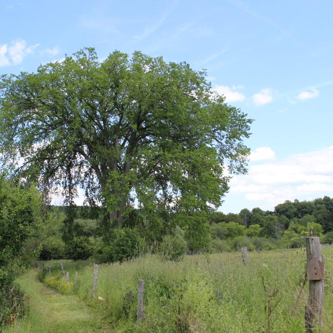 Elm along Callahan Brook Nature Trail