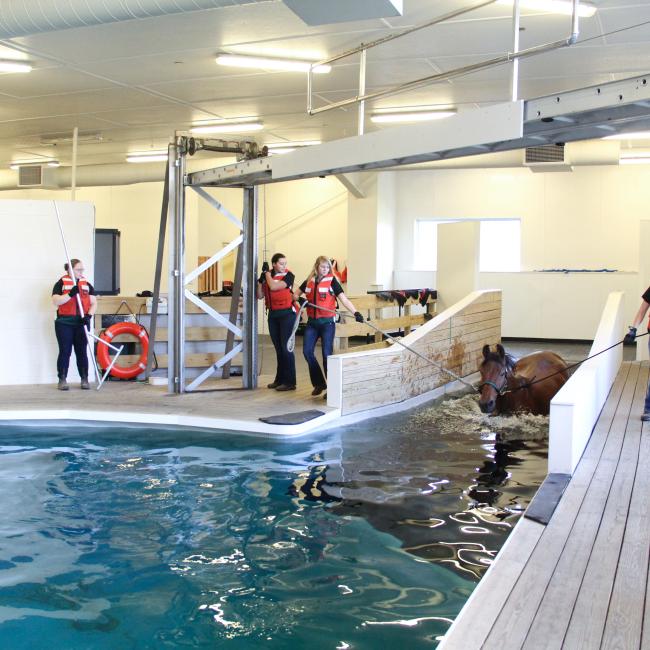 Students in the Equine Rehabilitation and Therapy program swimming a horse