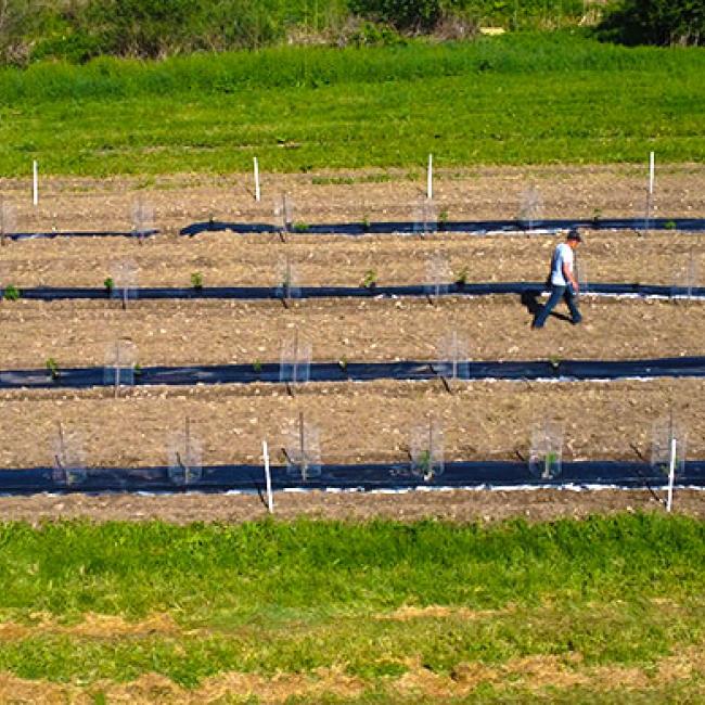 Planting at the Teaching and Research Farm