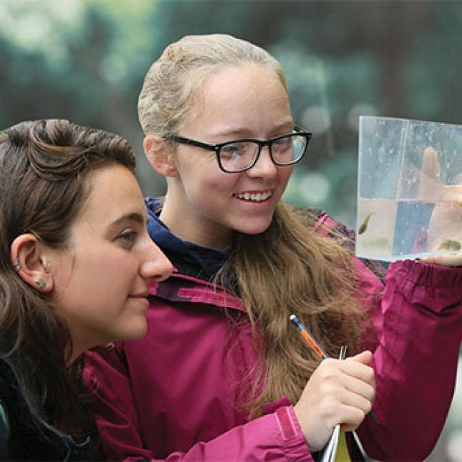 Kate Augustine, left, and Emily Coscomb view green frog tadpoles at Rogers Environmental Education Center during a “live-learning” Herpetology class