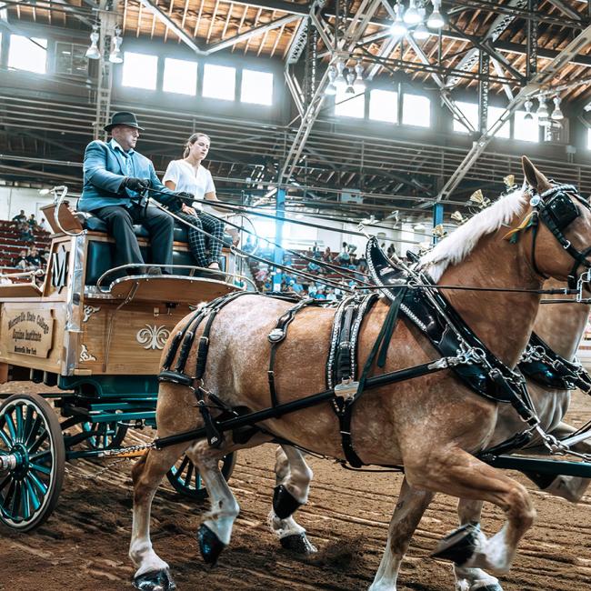 SUNY Morrisville's Belgian Hitch at the 2023 State Fair