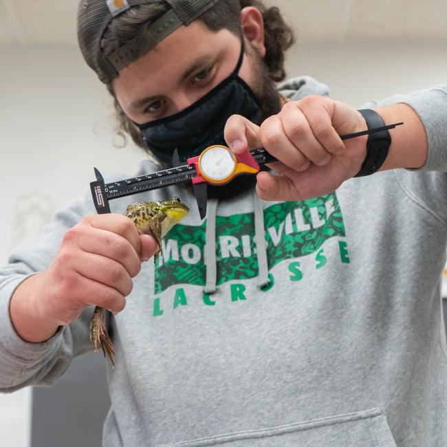 •	Cyrus Shamy, an environmental & conservation science major, measures a green frog.   