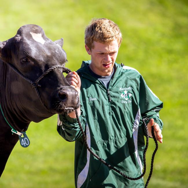 Dairy student Devin Kuhn leads a college cow