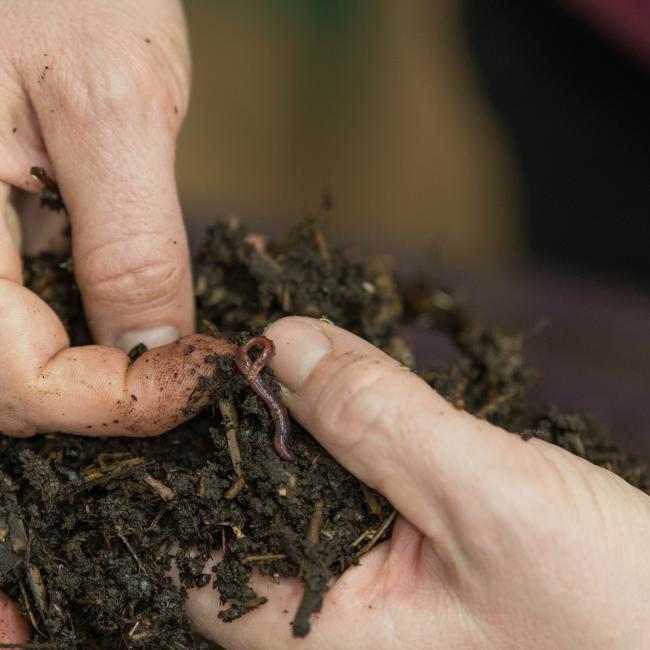 Worm composting in Jen Gilbert Jenkins’ labs.