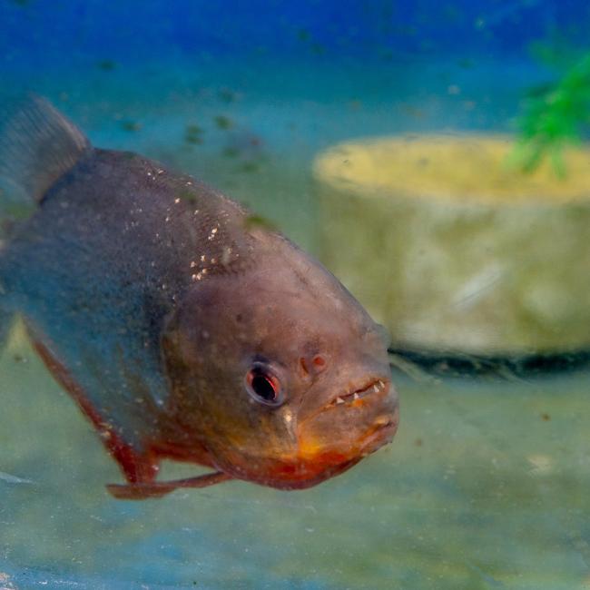 A piranha swims in a tank at the aquaponics greenhouse at SUNY Morrisville. 