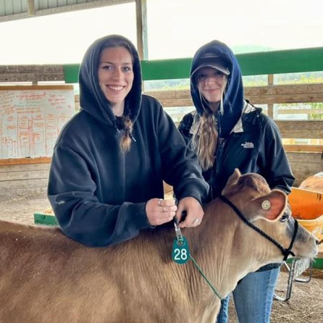 Students prep a cow