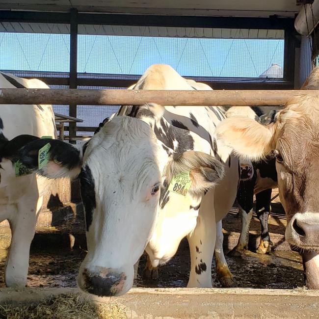 cows
