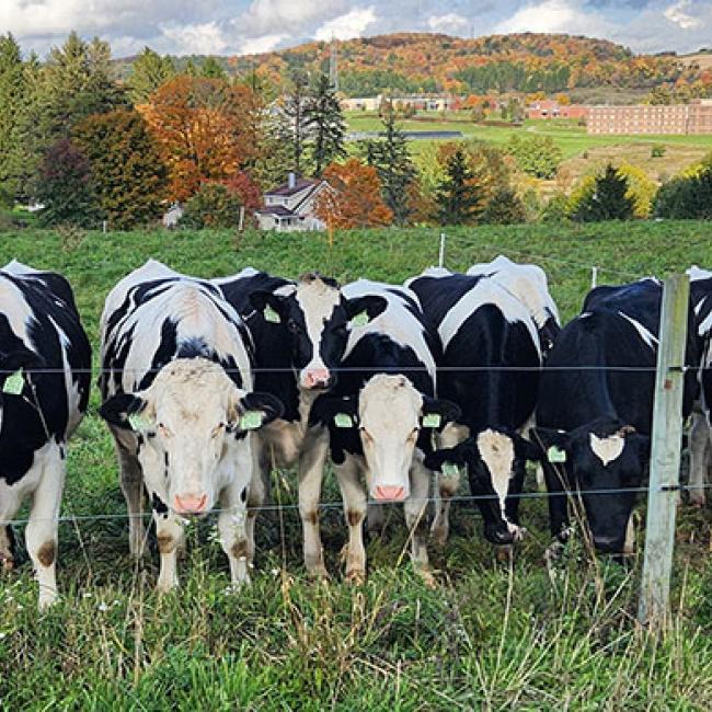 Cows graze at the SUNY Morrisville Dairy Complex.