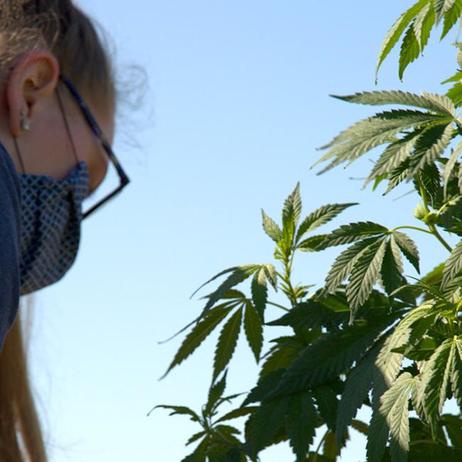 A student works on the cannabis research plot