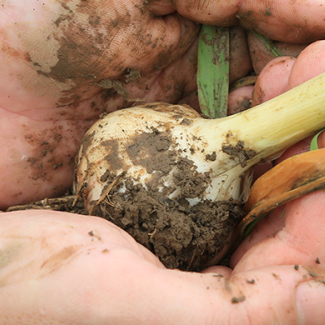 Harvesting onions