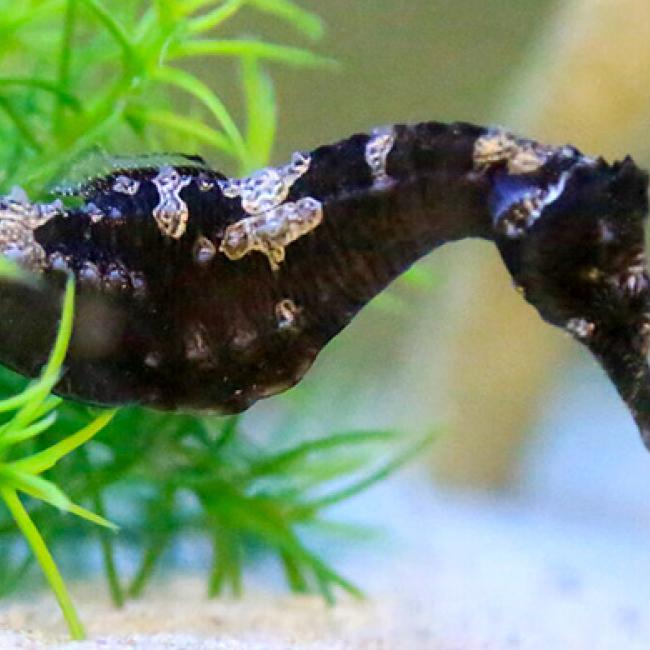 A seahorse of the marine lab species