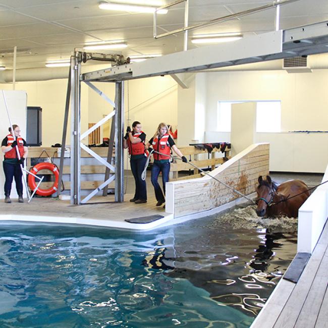 Students in the Equine Rehabilitation and Therapy program swimming a horse