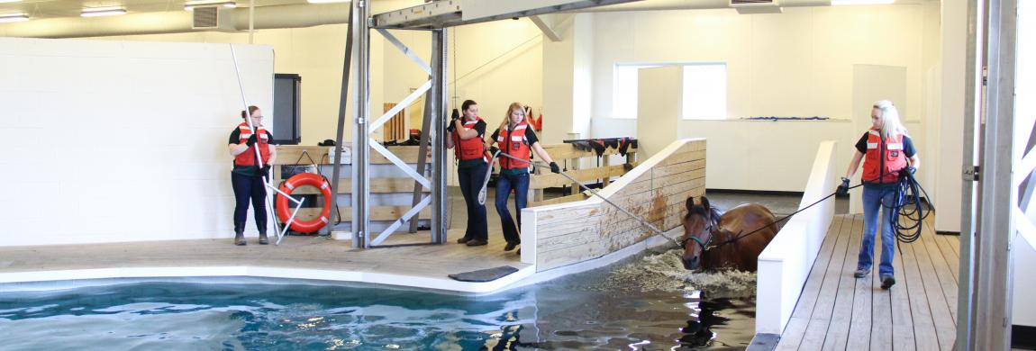 Equine Rehabilitation Center Facility Suny Morrisville - 